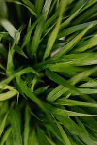 Kaboompics - Green grass