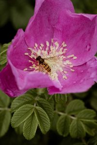 Wasp in the wild rose