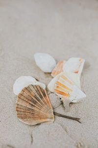 Kaboompics - seashells on the beach