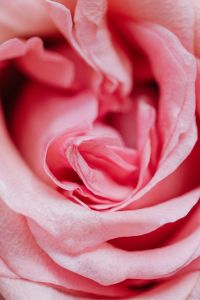 Kaboompics - Cute pink roses