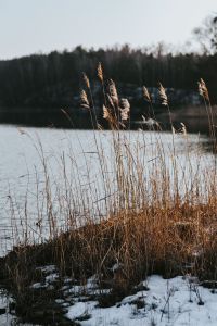 Kaboompics - Winter walk by the lake