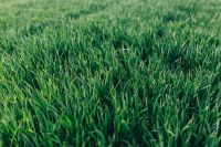 Kaboompics - Close-ups of green grass