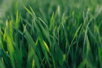 Kaboompics - Close-ups of green grass
