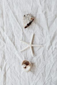seashells - white background