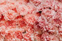 Various pink fresh flowers (carnations)
