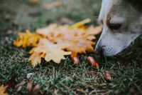 Dog with yellow leaves