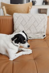 Cute small dog at home cuddling on a couch - black or white dog - blanket and leather sofa