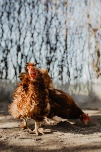 Kaboompics - Farm chicken eating seeds