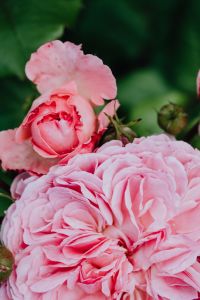 Kaboompics - Pink rose flowers