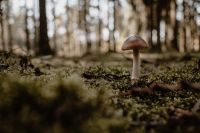 Fungo - funghi - mushroom - moss