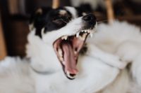Kaboompics - A yawning dog