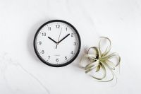 Kaboompics - Clock & Tillandsia on White Background