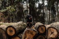 Kaboompics - A small black dog is sitting on a pile of felled wood in the forest