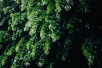 Kaboompics - Municipal greenery