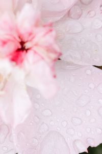 Kaboompics - Background with flowers and leaves - raindrops