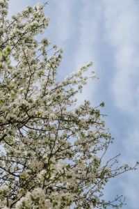 Kaboompics - Spring Awakening: A Symphony of Blooms and Fresh Beginnings