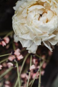 Kaboompics - Dried flowers and grasses - buttercup flower