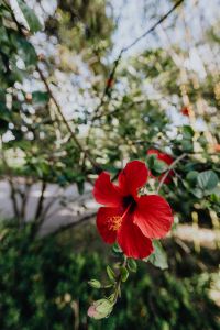Kaboompics - A red hibiscus flowers
