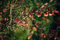 Kaboompics - Red rowan on trees