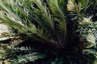 Kaboompics - Tropical palm leaves, floral pattern background