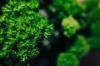Close-ups of green plants