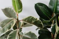 Kaboompics - Ficus Elastica Robusta & Tineke