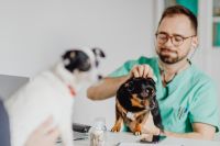 Kaboompics - Young male doctor with dog - vet