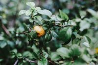 Kaboompics - Close-ups of leaves and fruit on trees