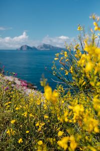 Yellow wild flowers and view of Capri island (Genista radiata)