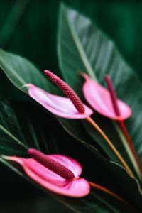 Kaboompics - Pink Anthurium