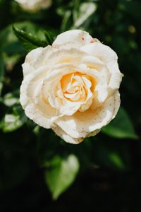 Kaboompics - White rose flower