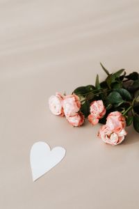 Kaboompics - Pink roses & heart