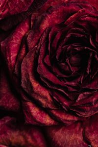 Kaboompics - Dried rose