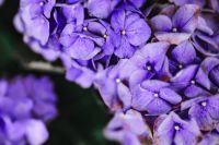 Kaboompics - Pantone Colour Of The Year 2018: Ultra Violet