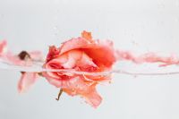 Rose in water