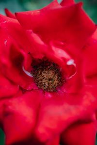 Kaboompics - Red rose flower