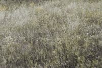 Silver grass field