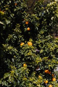 Kaboompics - Orange tree