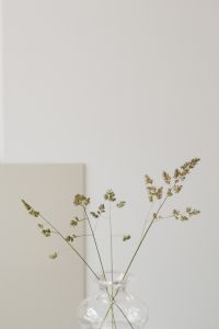 Kaboompics - Grass - glass vase