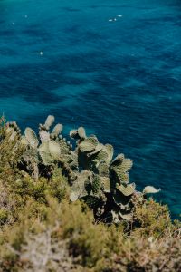 Kaboompics - Prickly pear grows on a cliff by the sea