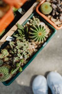 Tiny cacti and succulents