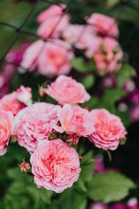 Kaboompics - Pink rose flowers