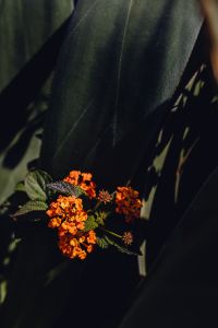 Kaboompics - Succulent with orange flowers