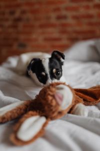 Kaboompics - Little young black and white dog on the bed