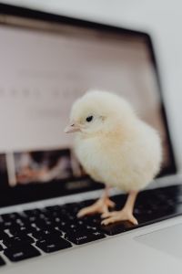 Kaboompics - Newborn little chicken and laptop