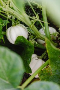 Kaboompics - Small white pumpkins grow in the garden