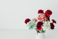 Kaboompics - Colorful carnations flowers - Dianthus caryophyllus