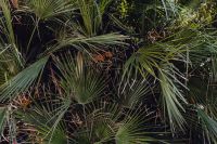 Kaboompics - Palm leaves