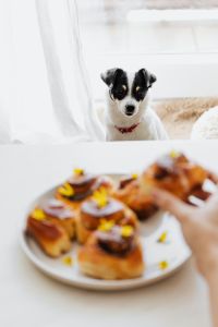 Kaboompics - Cute small dog wants cinnamon roll