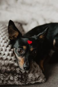 Kaboompics - A dog with heart on head